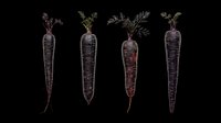 Black carrots isolated on transparent background, ready for clipart, print-on-demand products, t-shirt designs, stickers, and sublimation projects.