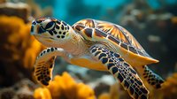 Green sea turtle swimming in coral reef environment with vibrant orange and turquoise blue background, close up view showing detailed shell pattern and facial features.