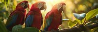 Three vibrant scarlet macaws perched together in natural sunlit tropical setting, perfect for wildlife magazine, conservation awareness or exotic bird promotion.