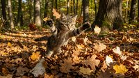 Tabby cat playing and jumping in autumn leaves among forest trees, enjoying fall season outdoors.