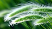 Delicate white feathery grass plumes swaying in gentle breeze against blurred green background, creating soft dreamy natural macro photography effect.