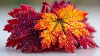 Vibrant autumn maple leaves with water droplets, showcasing rich red and golden orange colors in detailed macro photography.