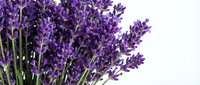 Vibrant purple lavender flowers with green stems isolated on white background, ready for design projects, botanical illustrations, and decorative applications.