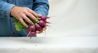 Farmer in denim shirt holding fresh purple radishes with roots and soil, isolated on white background for agricultural and food styling use.