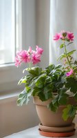 Pink geranium flowers blooming in terracotta pot on windowsill with soft natural daylight creating peaceful indoor garden atmosphere.