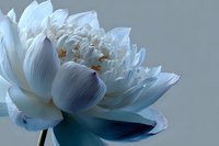 Elegant white lotus flower with delicate petals and golden center against soft gray background, symbolizing purity and spiritual awakening.