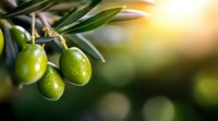 Fresh green olives with water drops on branch against blurred sunlit background, close-up view showing natural texture and organic farming concept.