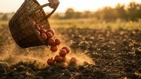Fresh red apples spilling from wicker basket onto fertile soil during golden hour harvest time in agricultural field with warm sunlight creating magical atmosphere.
