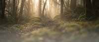 Sunlight filters through dense forest canopy, illuminating moss-covered ground and towering trees in misty woodland setting, suitable for nature and environmental design projects.