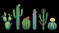 Colorful desert cacti collection isolated on transparent background, ready for t-shirt designs, clipart, stickers, sublimation, and print-on-demand projects.