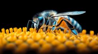 Blue-striped honey bee collecting pollen on vibrant yellow sunflower center, macro photography with sharp detail and dark background highlighting insect anatomy.