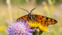 Orange spotted butterfly feeding on purple wildflower nectar in natural garden setting with soft bokeh background for nature and wildlife designs.