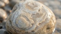 Weathered sedimentary rock with swirled patterns and natural erosion textures on pebble beach background for geology education and earth science concepts.