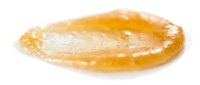 Translucent amber resin oval shape with organic texture and glossy surface, suitable for abstract backgrounds, design elements, or decorative overlays.