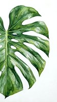 Watercolor monstera leaf with natural green tones and white highlights, isolated on white background. Suitable for botanical designs, home decor, and tropical-themed projects.