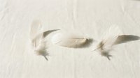Soft white feathers floating gracefully against textured cream background creating peaceful minimalist composition for wellness and spa designs.