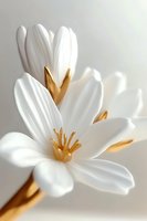 Delicate white flower with golden stamens in soft focus macro photography against light background, showcasing pure petals and elegant natural form.