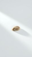 Dried seashell specimen positioned on neutral white surface with natural shadow, suitable for marine biology education, natural history collections, and coastal design projects.