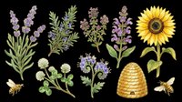 Lavender, rosemary, thyme, oregano, and sunflower botanical illustrations with honeybees and beehive. Isolated on transparent background, ready for t-shirt design, clipart, stickers, sublimation, and print-on-demand products.