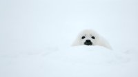 White dog peeking over snow drift in winter landscape. Isolated animal portrait for seasonal, pet, and nature design projects.