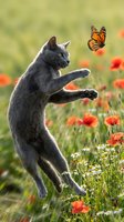 Gray cat jumping to catch monarch butterfly in wildflower meadow with red poppies and daisies. Playful feline hunting insects outdoors.
