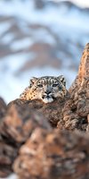 Snow leopard peering over rocky mountain ledge against blurred winter background, showcasing intense feline eyes and spotted fur pattern in natural habitat.