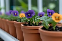 Purple and orange pansy flowers growing in terracotta pots on windowsill, shallow depth of field with soft blurred background creates garden atmosphere.