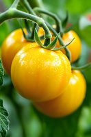 Fresh yellow tomatoes growing on vine with green stems and leaves in natural sunlight, showing vibrant color and texture for healthy eating concept.