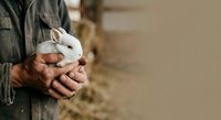 Farmer holding white rabbit in hands on rural farm, livestock care and agriculture concept.