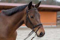 Close-up portrait of bay horse with black bridle at equestrian facility, showing elegant profile against blurred stable background.