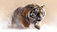 Majestic Bengal tiger running through snow with intense gaze, creating dramatic powder spray effect against light background, showcasing power and grace in winter setting.