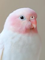 Adorable white and pink lovebird parrot with soft pastel plumage and bright eyes in close-up portrait against neutral background for pet and wildlife themes.