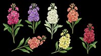 Colorful hyacinth flowers in pink, purple, white, orange, yellow and red isolated on transparent background. Ready for t-shirt design, clipart, stickers, sublimation and print-on-demand projects.