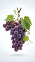 Fresh purple grapes cluster with green leaves and vine tendrils isolated on white background for food design and culinary projects.