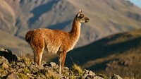 Brown llama standing on rocky mountain terrain with dramatic Andean landscape background during golden hour lighting for wildlife photography.