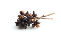 Dried brown seed pods and stems on white background, natural botanical elements for floral arrangements and craft projects, isolated organic material.
