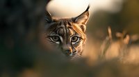 Wild bobcat face close up portrait in golden sunset light with blurred natural background and intense blue eyes looking at camera through tall grass.