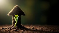 Green plant seedling growing through house-shaped soil formation symbolizing sustainable home development and eco-friendly real estate growth concept.