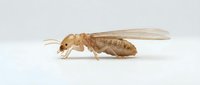 Termite worker isolated on white background, side view of pale brown insect with segmented body and antennae, suitable for pest control, educational, and entomology design projects.