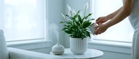 Hand caring for peace lily houseplant in white ribbed pot on round table near bright window. Indoor gardening and plant care concept for home decor.