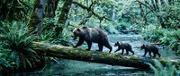 Brown bear mother with two cubs walking across fallen log over stream in lush forest environment, wildlife family scene for nature and animal content.