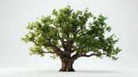 Large oak tree with lush green foliage isolated on white background for nature design projects and environmental concepts.