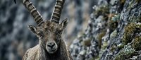 Mountain ibex with curved horns standing on rocky cliff face in natural alpine habitat for wildlife and nature photography projects.