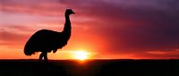 Emu bird silhouette against dramatic sunset sky with vibrant orange and purple clouds creating stunning wildlife photography composition for nature designs.