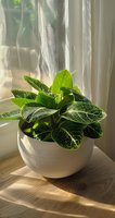 Green houseplant with patterned leaves in white ceramic pot on wooden windowsill, soft natural sunlight through sheer curtains creating gentle shadows.