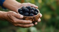 Farmer hands holding fresh ripe blackberries in wooden bowl outdoors, harvest season agriculture produce for food and beverage industry.