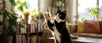 Black and white cat standing on hind legs, playfully swatting a feather toy in a cozy, plant-filled living room with warm natural light.