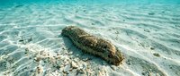 Sea cucumber resting on sandy ocean floor with crystal clear turquoise water and natural light patterns creating peaceful underwater marine life scene.