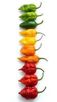 Fresh hot peppers in various colors arranged vertically from green to red, isolated on white background for culinary and cooking design projects.