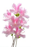 Pink lily flowers isolated on white background for spring garden design and floral arrangements.